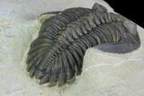 Brown Hollardops Trilobite - Foum Zguid, Morocco #125186-4